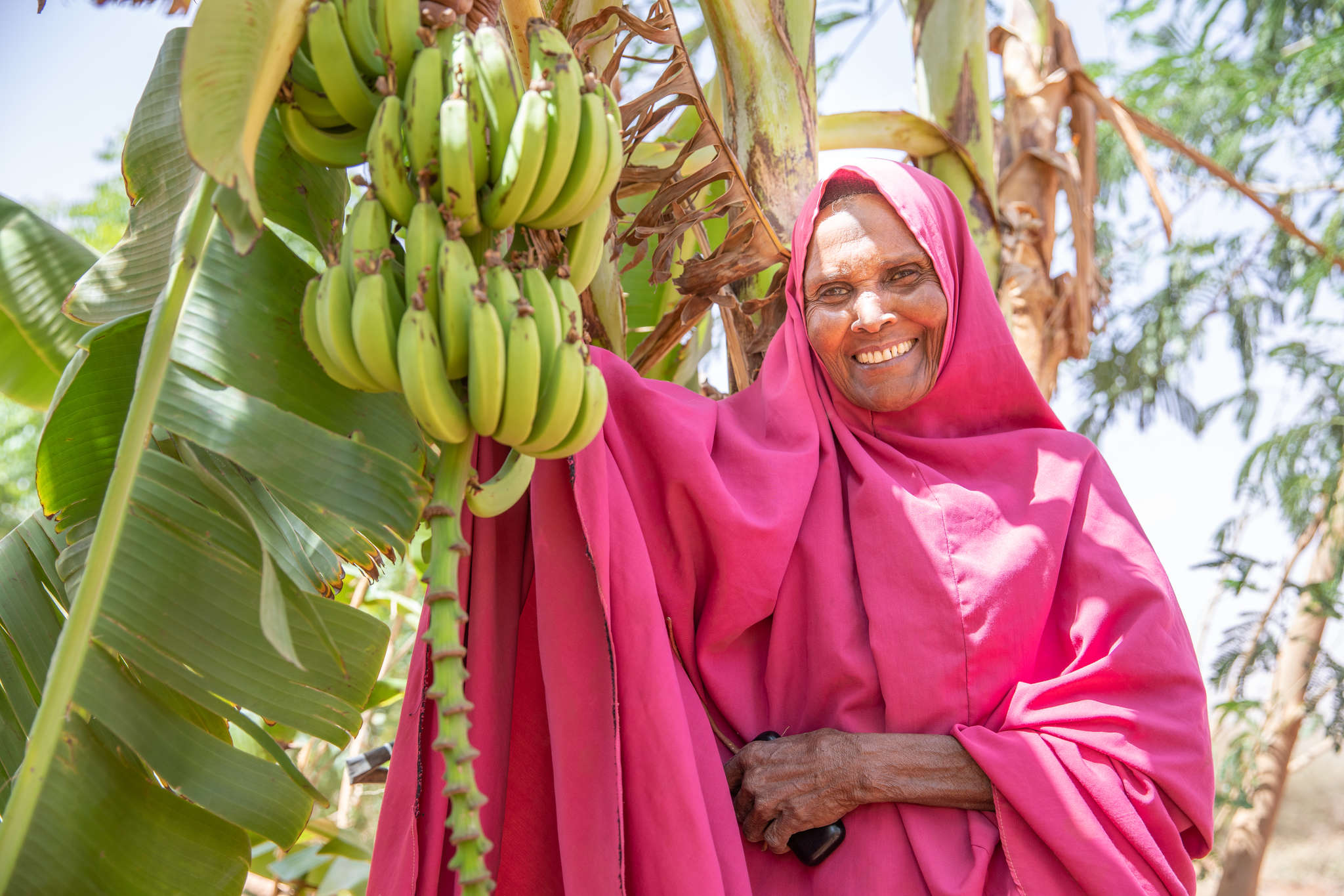A person standing next to a fruiting banana tree.