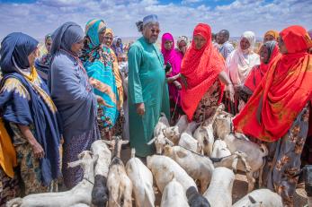 Pastoralists in ethiopia meeting, with a herd of sheep present.