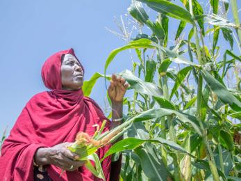 A person picks corn from a field.