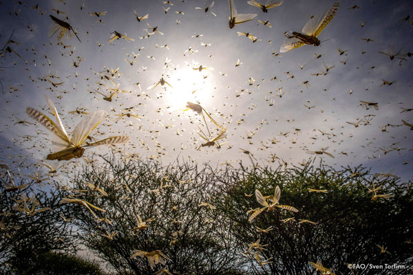 Desert locusts in East Africa