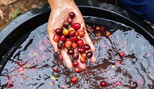 Growing a coffee business in West Java