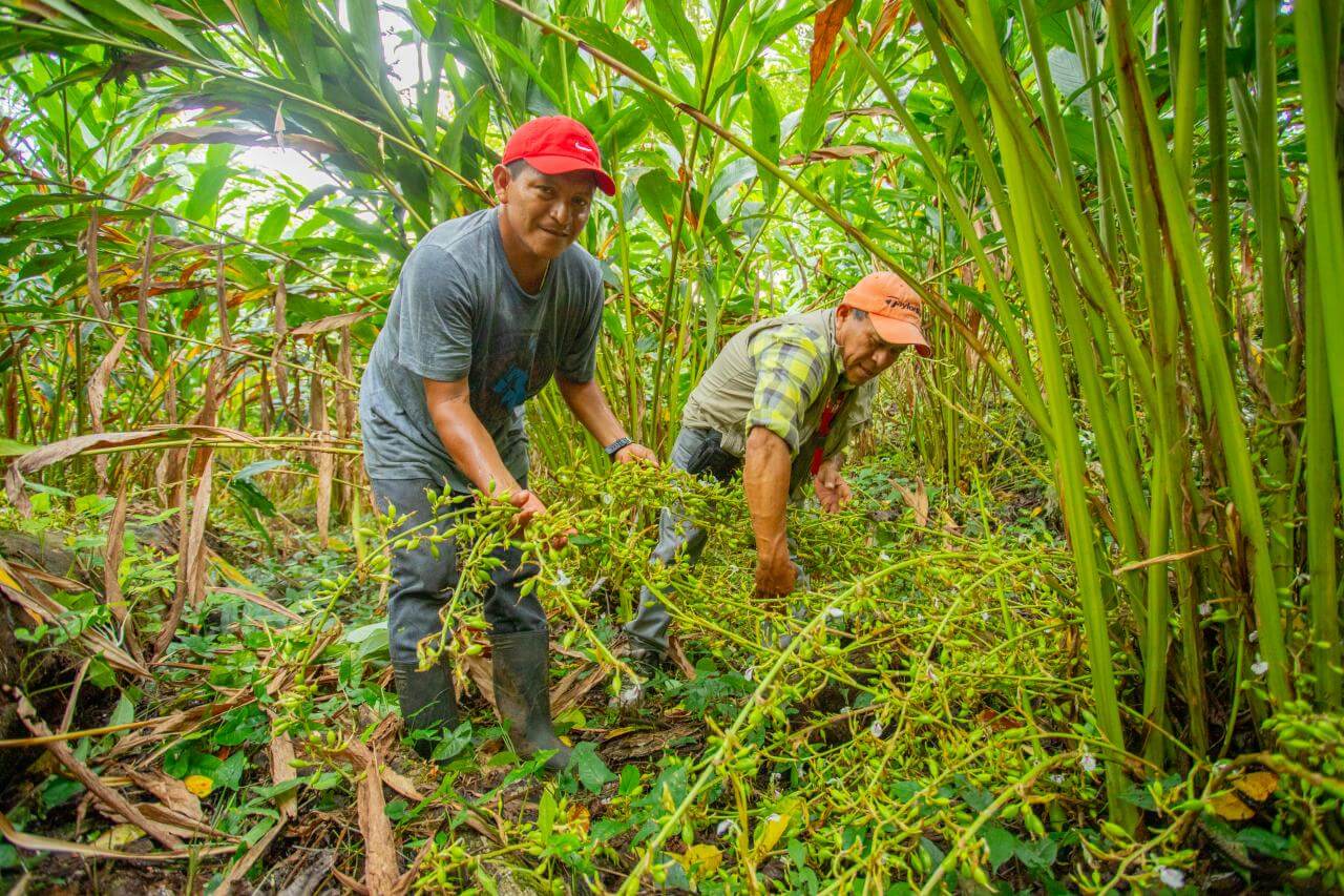 Cultivating Cardamom: Guatemalan Farmers And Growing Communities ...