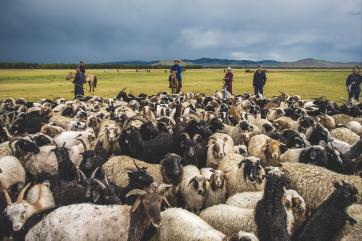 People on horseback and on foot around a herd of sheep