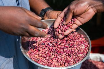 Hands holding a bowl holding beans.