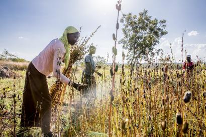 Women farming in uganda