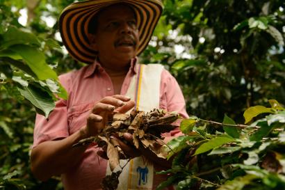 A farmer holding coffee bean plants.