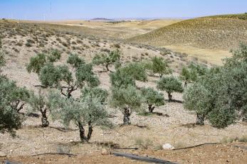 Olive trees growing on a farm.