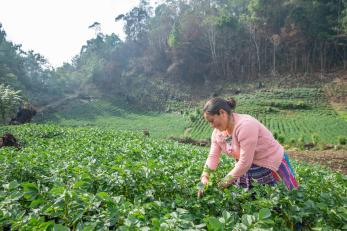 Woman tending field in guatemala