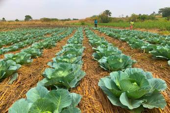Cabbages planted in Yumbe District by Potogere farmers group using climate smart agriculture practices.
