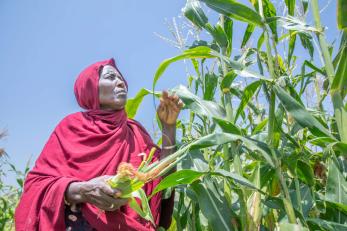 A person picks corn from a field.