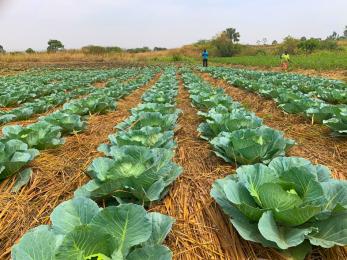 Cabbages planted in yumbe district by potogere farmers group using climate smart agriculture practices.