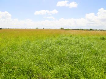 Rehabilitated grass range land in kenya.